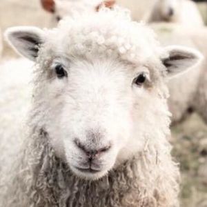 Meet your Posher, Janice